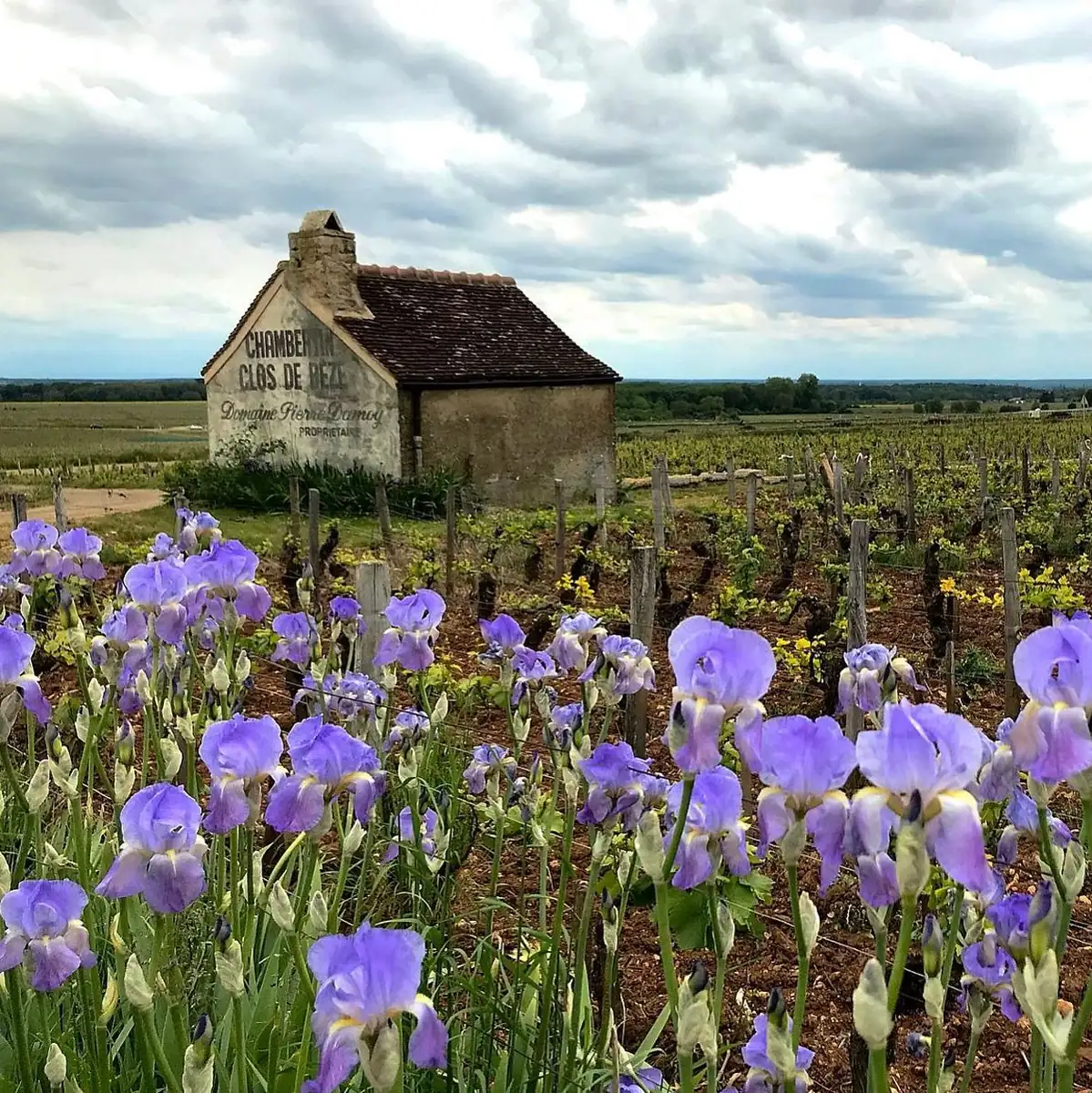 Burgundy Wine Route