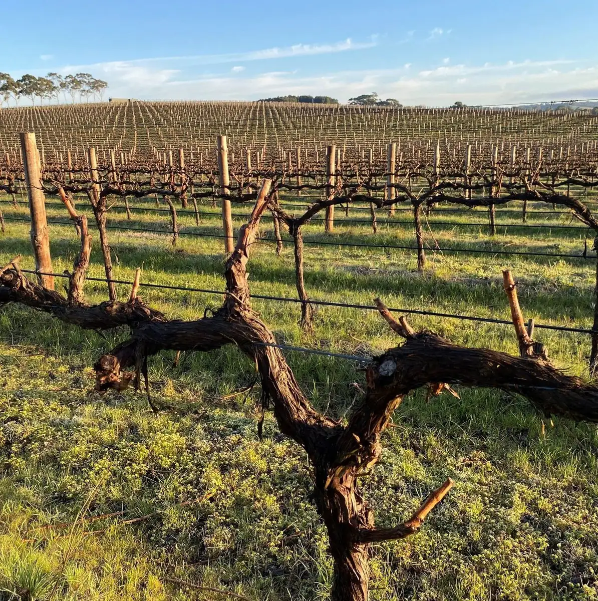 McLaren Vale Township, SA – Built To Stroll